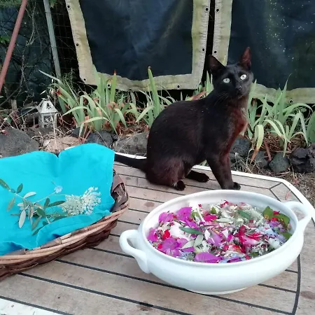 El Matorral فندق مبيت وإفطار ألغيرو