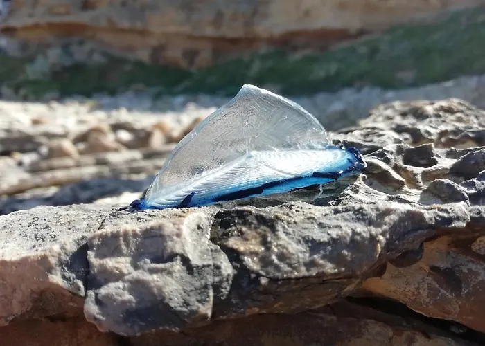 El Matorral Alojamento de Acomodação e Pequeno-almoço