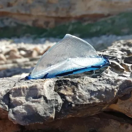 El Matorral Bed and breakfast